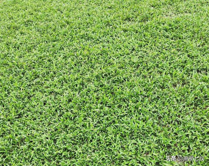 国足预测英格兰瑞士,国足马尔代夫比赛预测