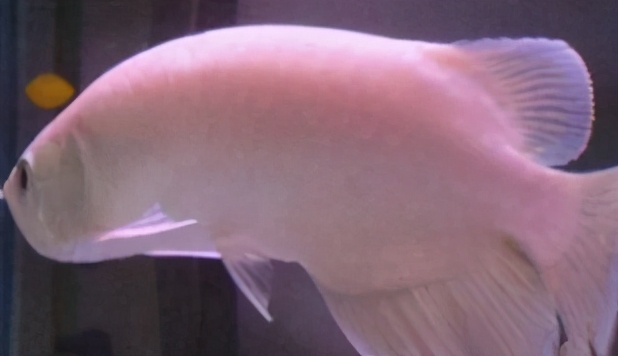 龙鱼常见疾病及治疗方法,龙鱼疾病找哪里救治