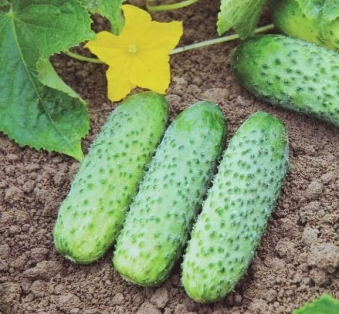 黄瓜的种类以及每种黄瓜的特征,又香又软的黄瓜品种