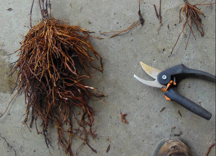 铁线莲小苗怎样种易成活,秋天新买的铁线莲小苗怎样上盆