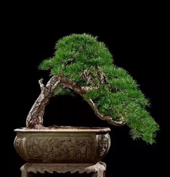 名贵植物排名前十名,十大天价的花卉