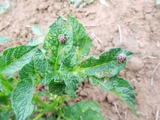 蚜虫克星有哪些昆虫,瓢虫幼虫只能吃蚜虫吗