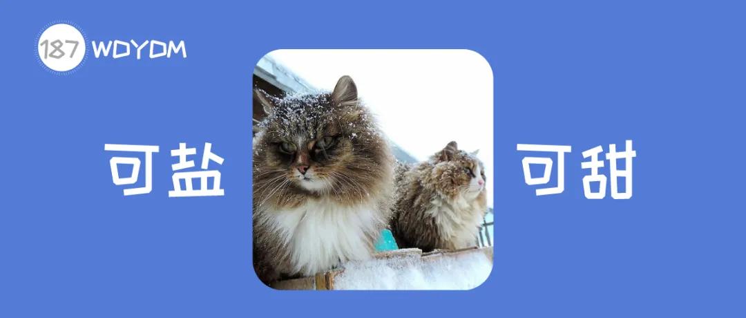 长毛猫的进化史,西伯利亚长毛猫缅因猫