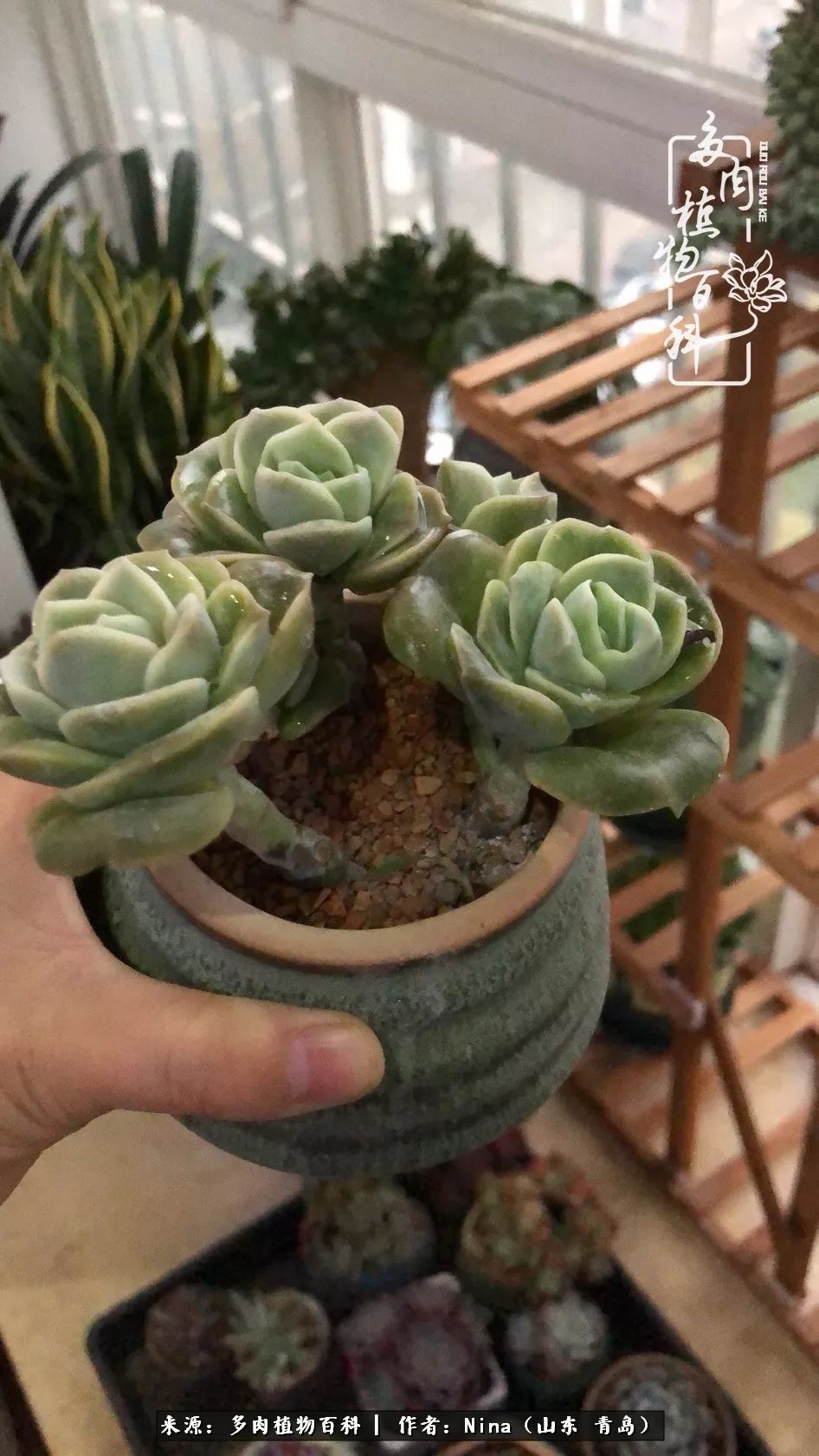 面对残酷的现实，是多肉治愈了我迷茫的未来