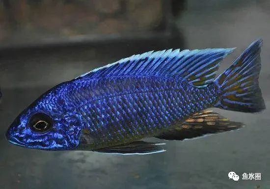 三湖慈鲷马鲷孔雀鱼多久发色,三湖慈鲷鱼之马鲷鱼