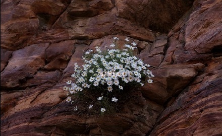太行山崖柏枕头功效,太行山崖菊