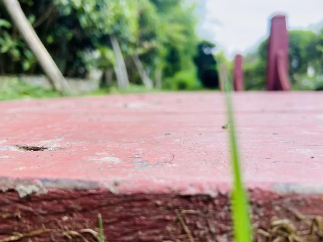 成都郫县桂花最好的地方,成都蒲江桂花观赏地