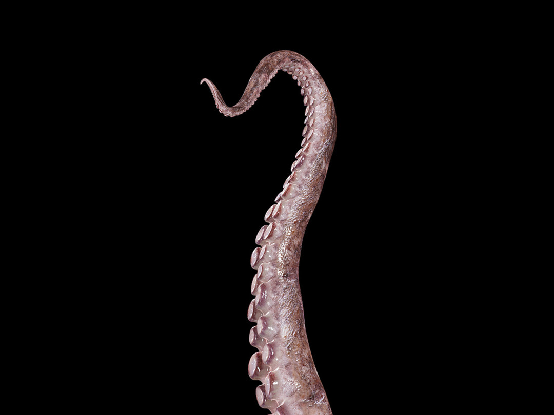 章鱼的智商最多能达到人类的几岁,章鱼智力已高到令人无法理解