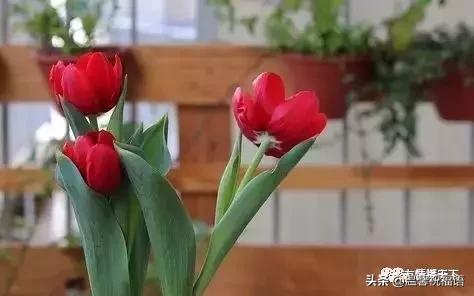 《家庭兴旺歌》《和谐歌》《夫妻歌》太绝了！句句精辟