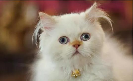 常见宠物猫的品种及价格大全,世界上最大的宠物猫品种