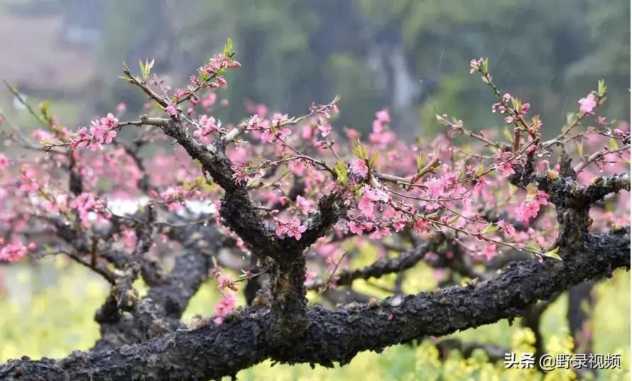 春天来了，这个四月请开启小情侣打卡模式，单身狗们千万不要点