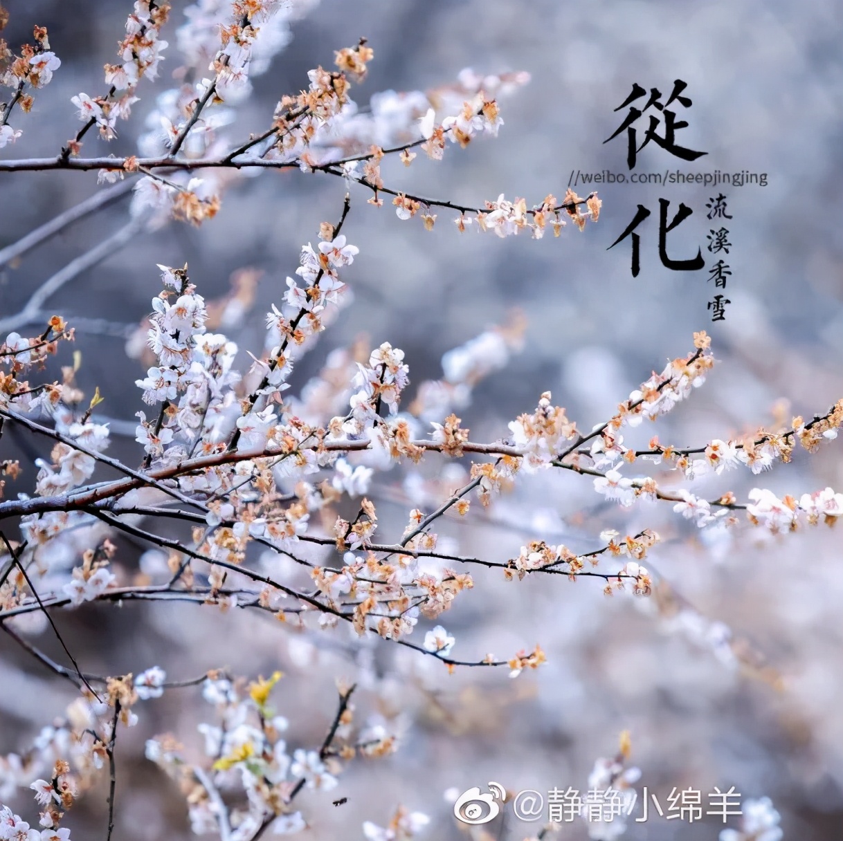 广州现在花开的季节,广州现在什么花开了