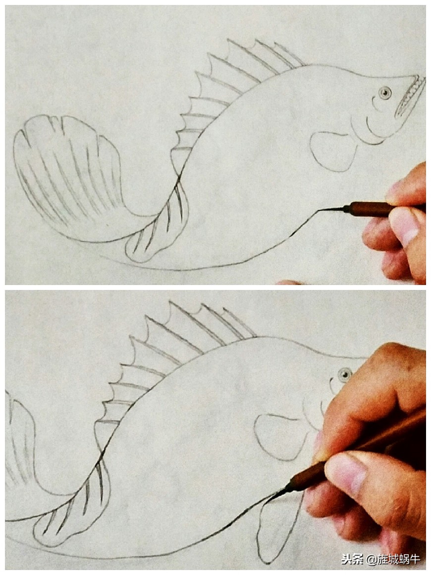 鳜鱼画法小视频,鳜鱼工笔画法视频