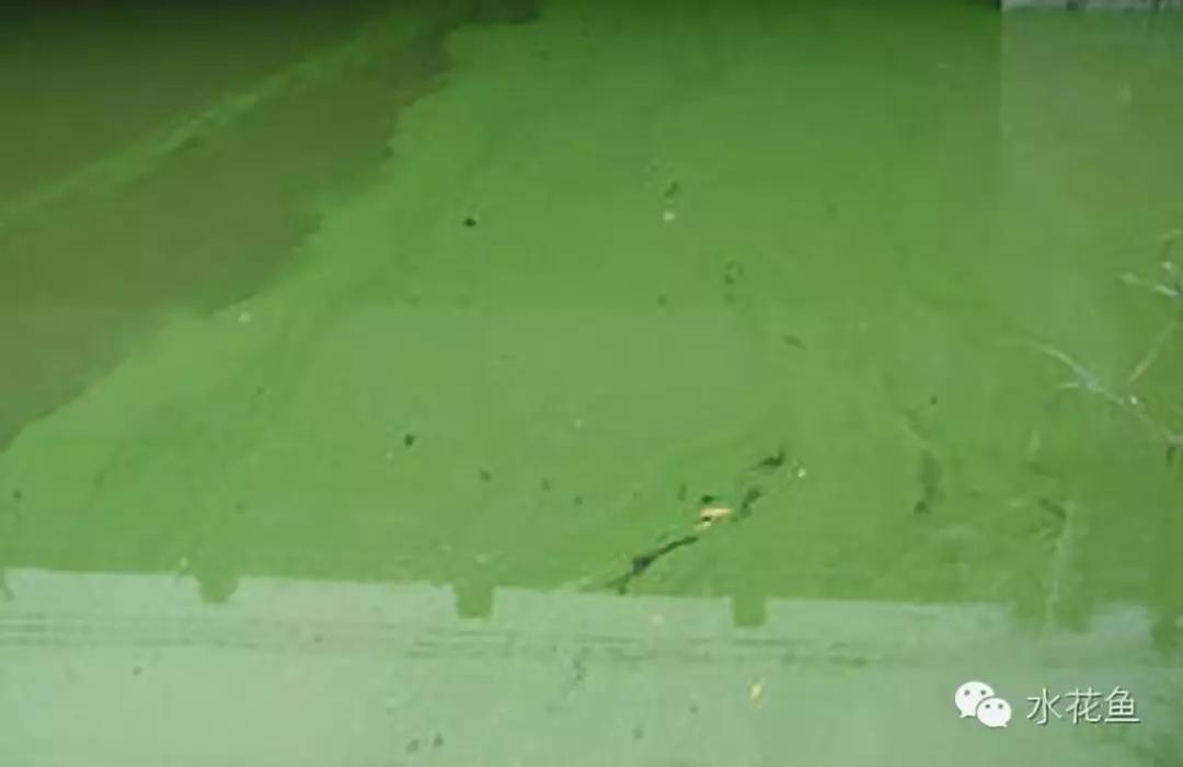 蓝藻爆发的正确处理方法,蓝藻爆发的原因及危害该如何处理