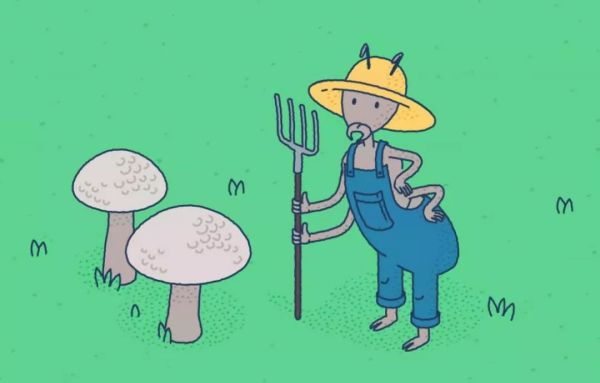 袋鼠有二个子宫,袋鼠有三个育儿袋