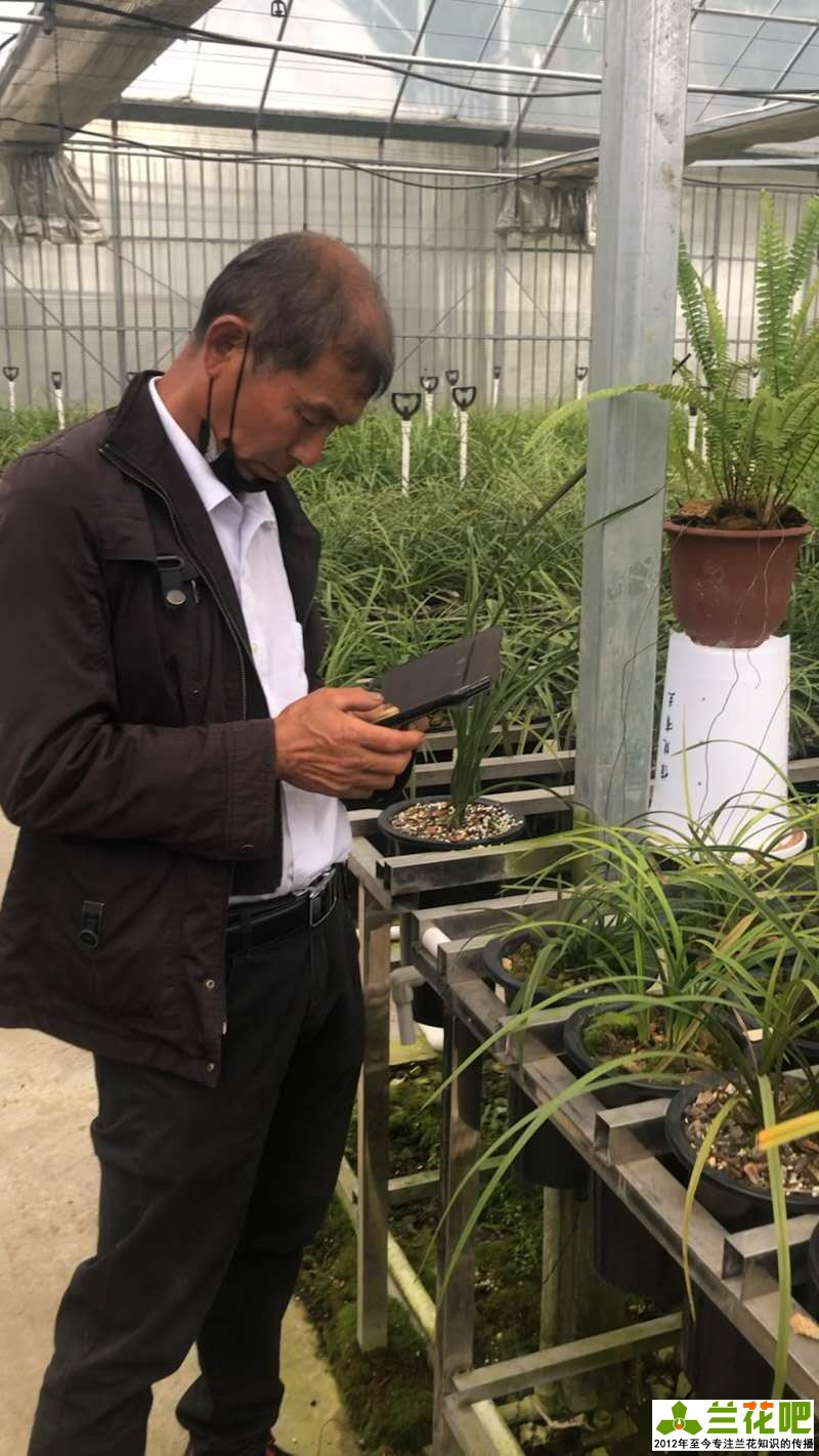 兰花的观赏特性及用途是什么,兰花的观赏特性及用途图片