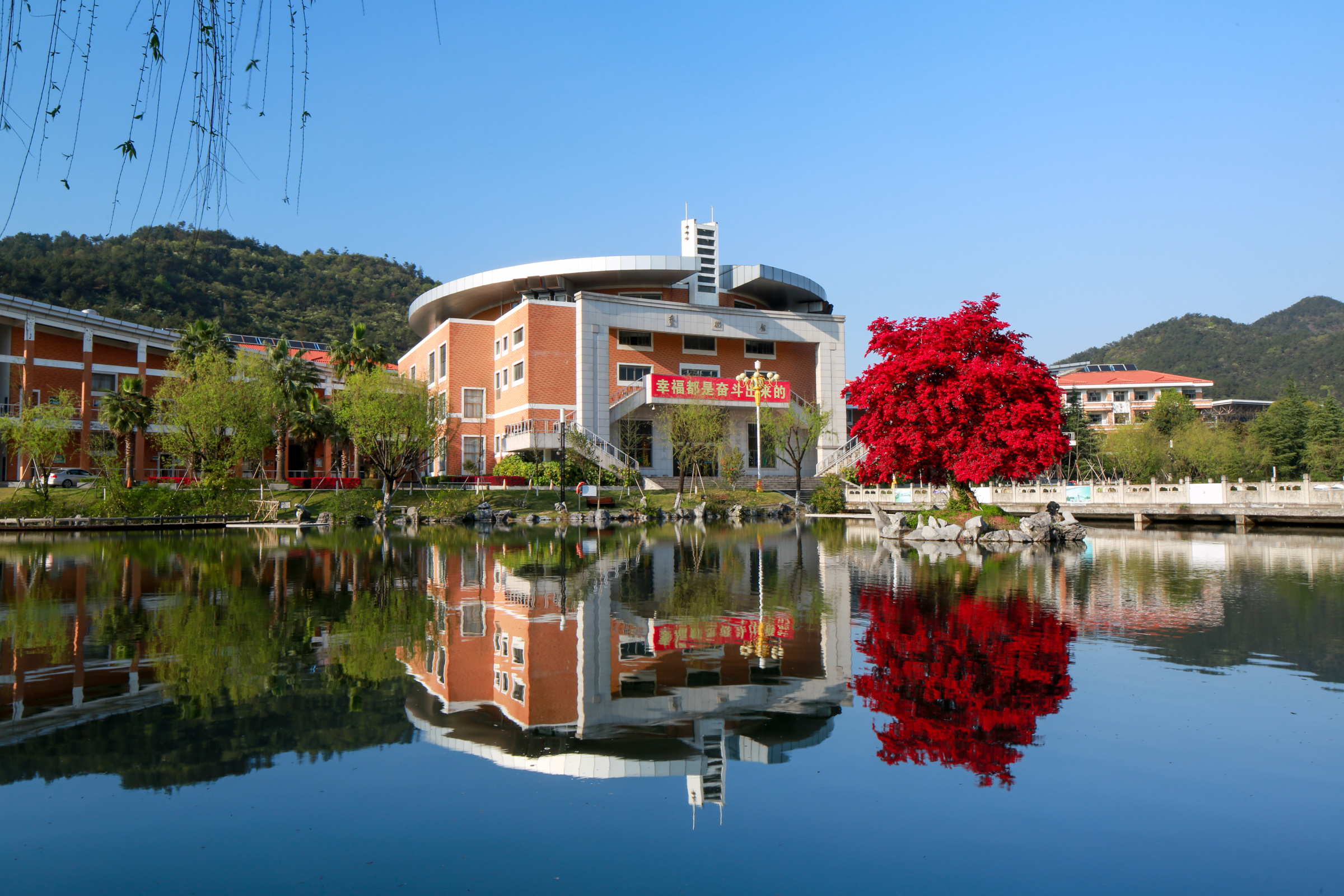 满园春色关不住，义乌中学内的一株红花檵木赢得老师纷纷赋诗赞美