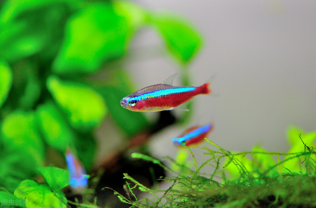 红绿灯鱼饲养方法及注意事项,养红绿灯鱼的注意事项