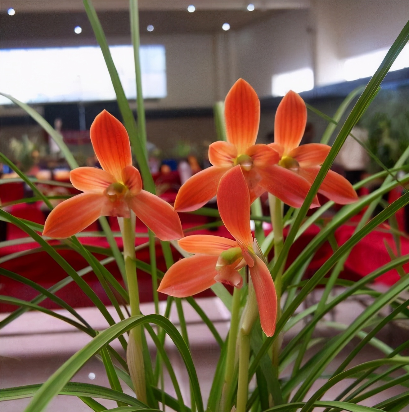 国兰精品春兰华夏红素,玉兰开花性最好的品种