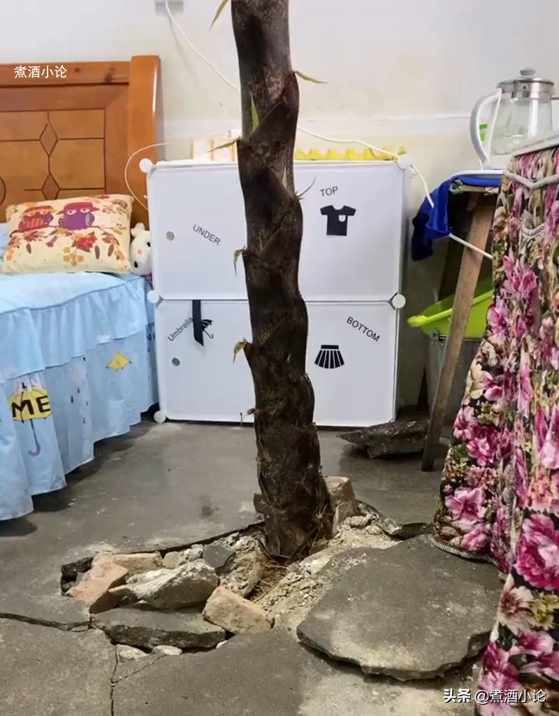 湖南女教师宿舍长出4米高竹笋,湖北女教师宿舍长出竹笋