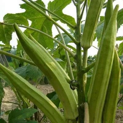 一年四季的时令蔬菜,一年四季的时令水果大全