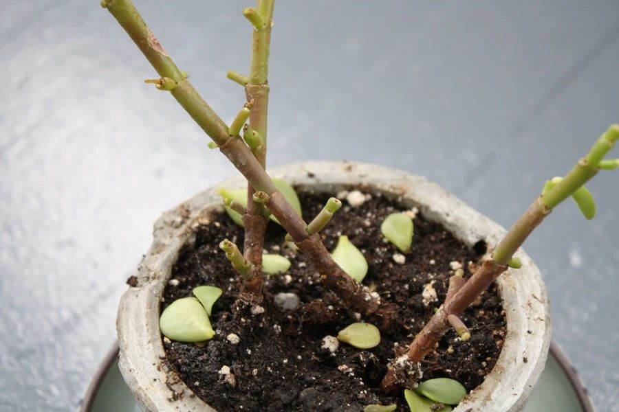 让多肉盆栽蓬勃生长的6个妙招,多肉盆栽夏季怎么养护