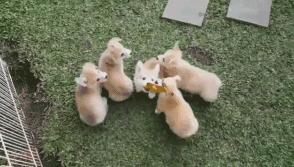 小短腿柯基居然有三个不同品种,小短腿柯基有多可爱