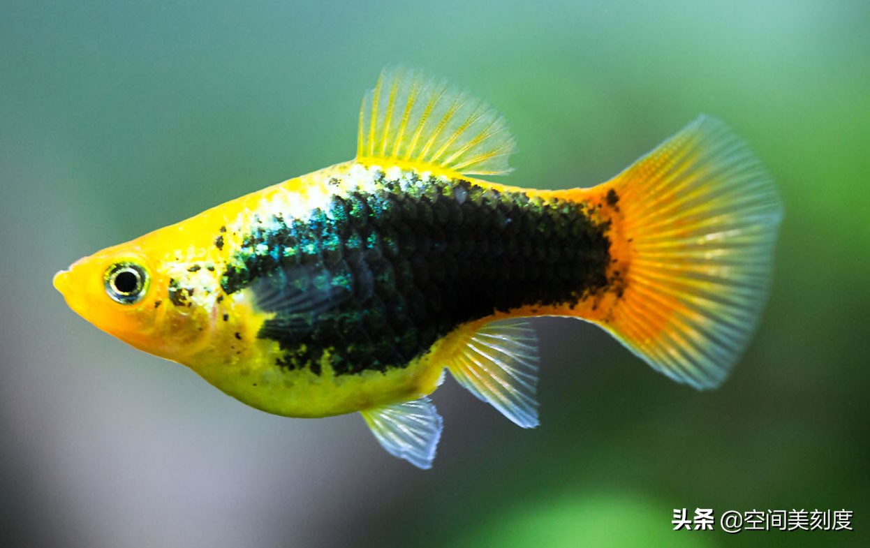 30种常见热带观赏鱼图片大全,十大你肯定没养过的热带观赏鱼