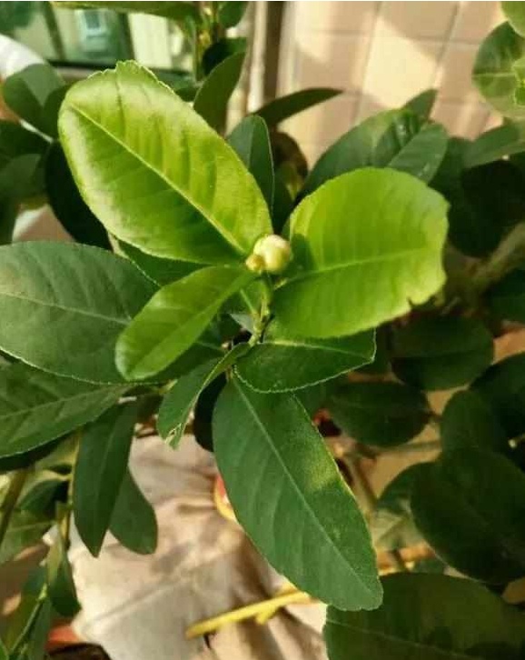 好养又散发氧气的盆栽,室内四季开花好养带香的盆栽