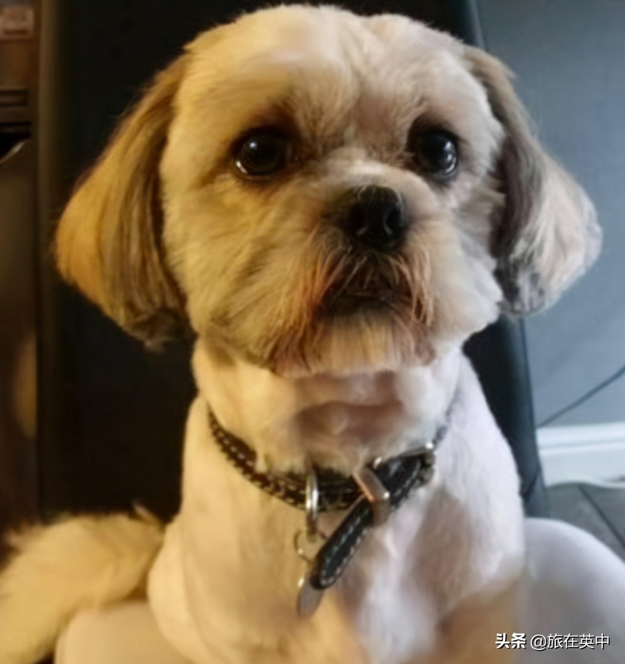 宠物狗供不应求英国偷狗案激增70%,全球每年被偷盗的宠物狗数量