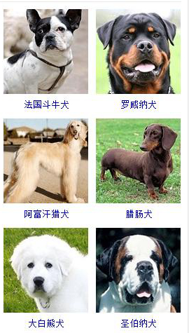 狗狗品种大全及图片超可爱宠物狗,宠物狗的常见品种名称大全