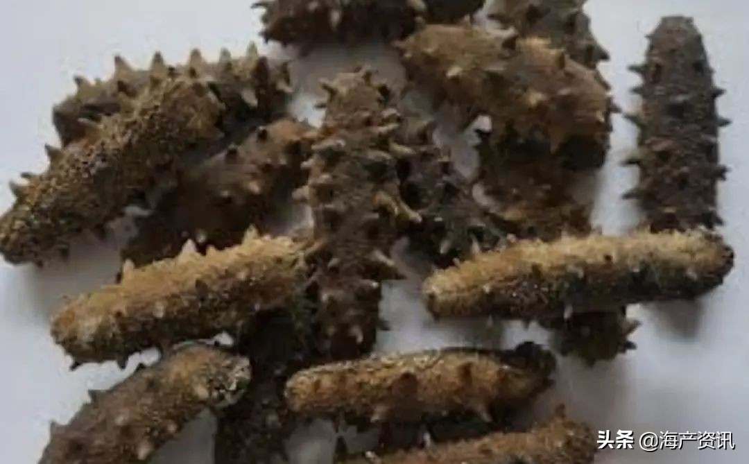 加拿大海参开袋即食,加拿大海参专卖店