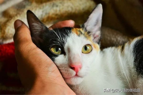 给猫咪绝育有多残忍,给猫咪绝育犯法吗