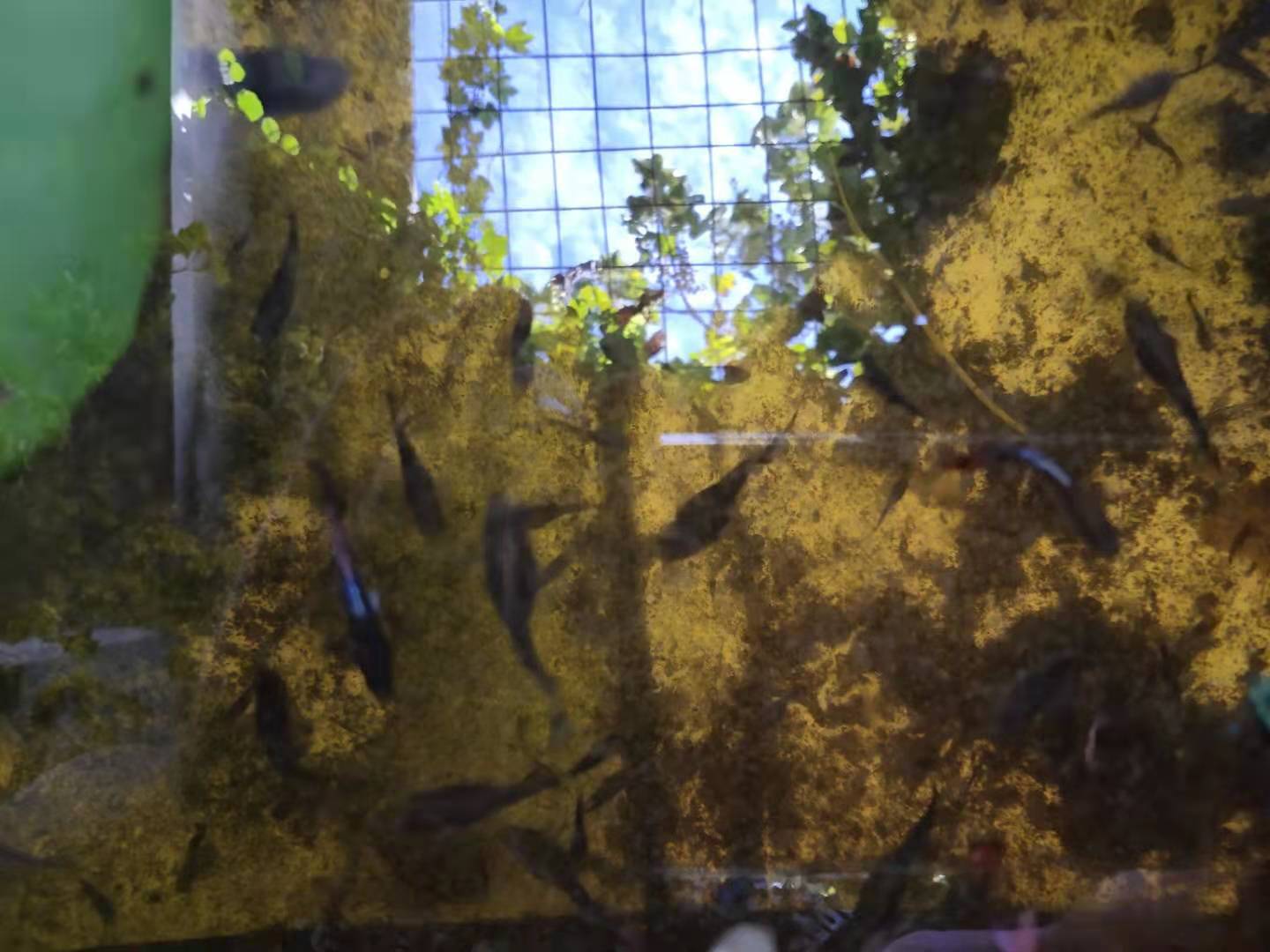 孔雀鱼一直全部待在水底没事吧,孔雀鱼有几条一直在水底下