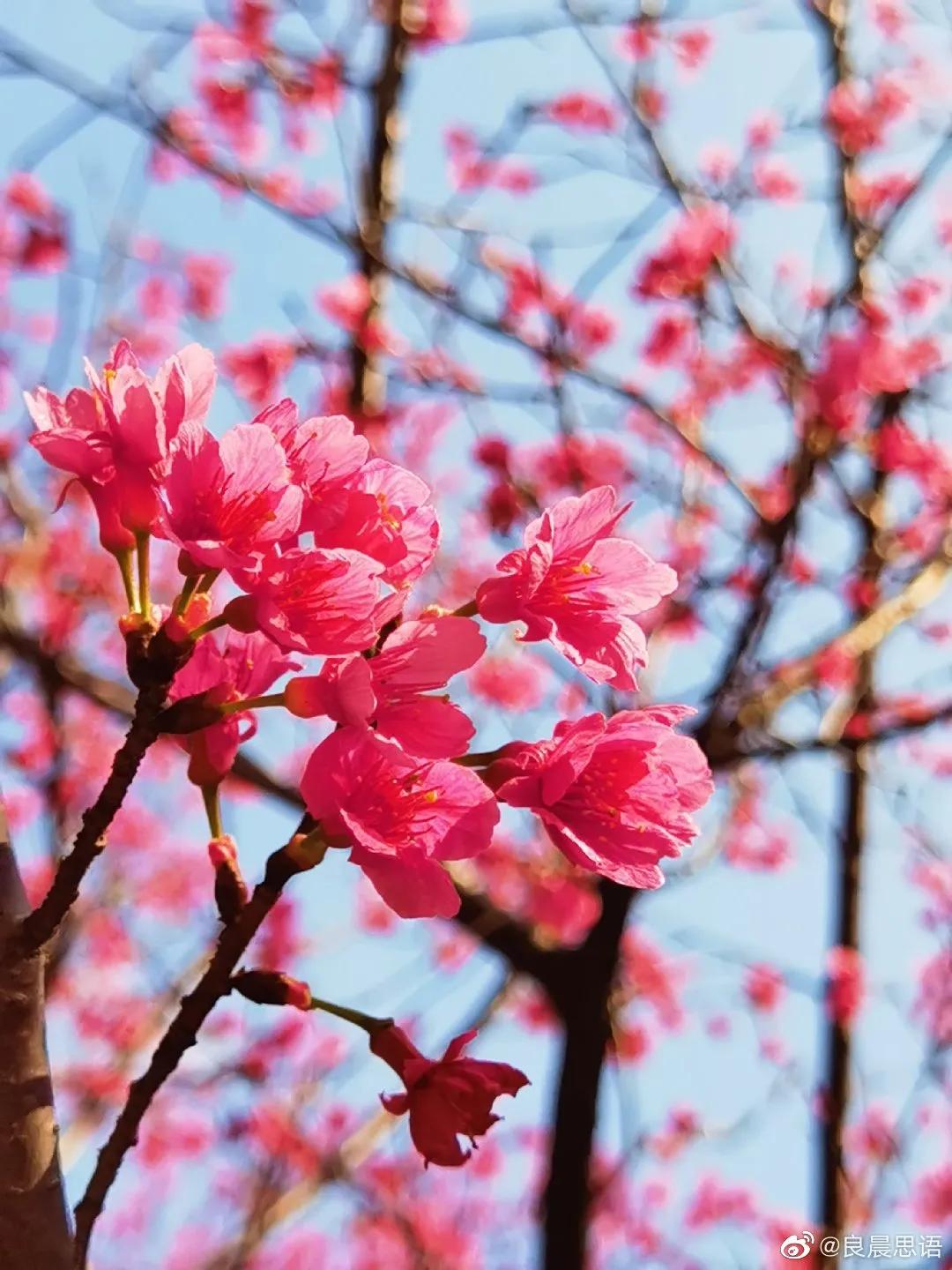 广州现在花开的季节,广州现在什么花开了