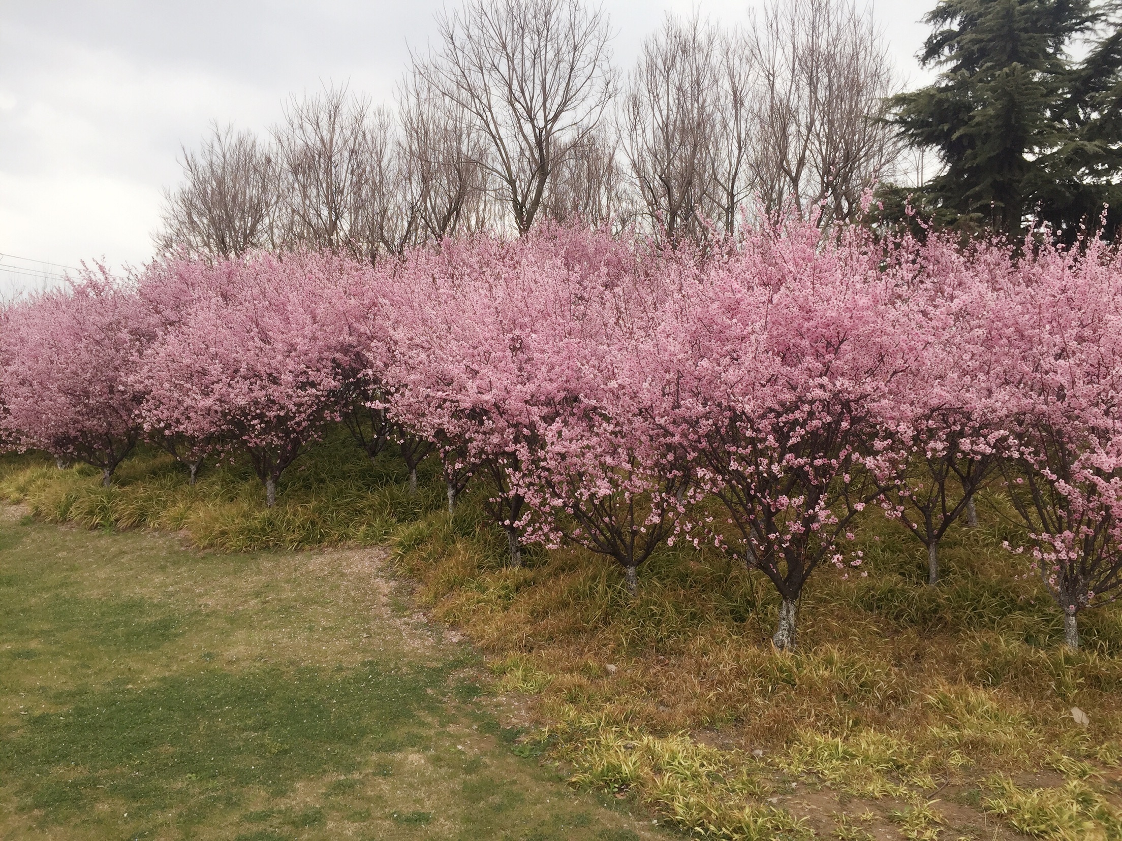苏州适合夏天徒步的山,苏州赏秋徒步攻略