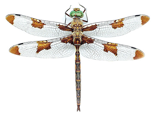 动物世界中最小的昆虫,动物世界最奇特的鸟