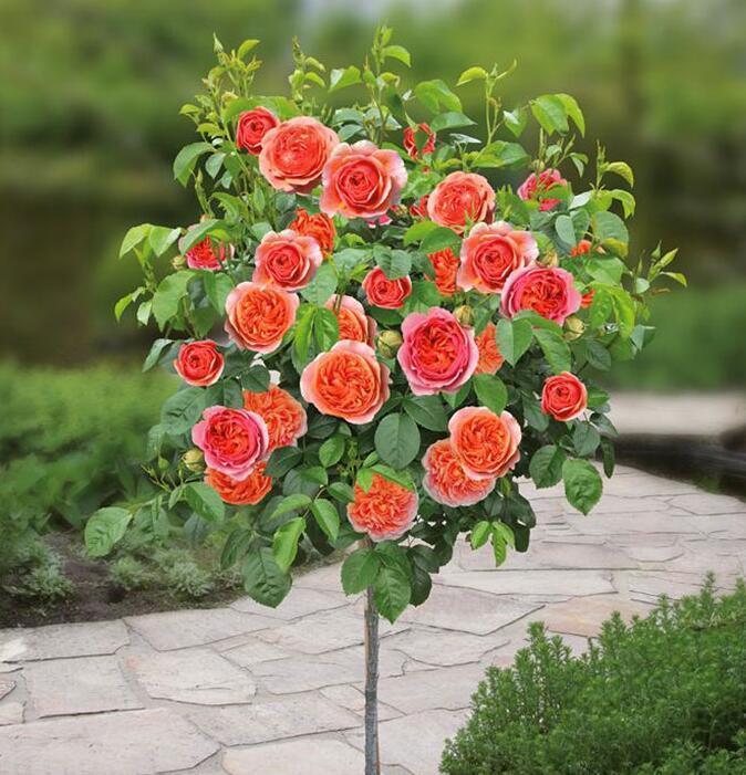 家门口种什么树能乘凉寓意好,无花果树为何不能栽家院子里迷信