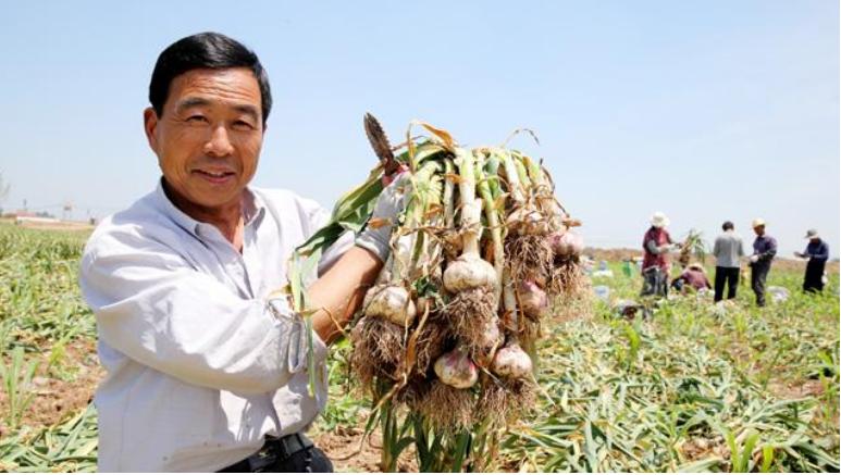 农产品期货市场专题报告,我国农民如何利用农产品期货