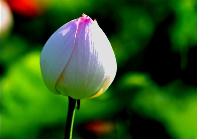 最美的荷花诗句,一起赏荷花的诗词歌赋