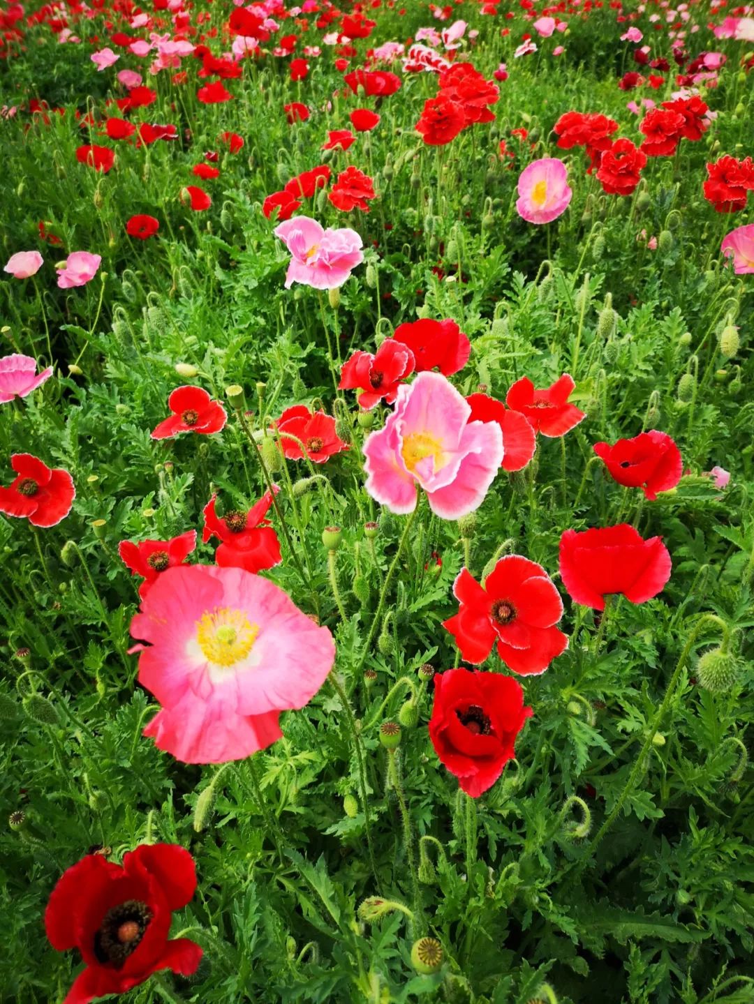 打卡北京紫谷伊甸园虞美人花海,通州看花的景点推荐免费