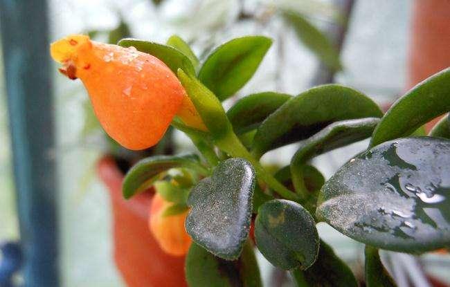 金鱼吊兰的生活习性和养殖方法,金鱼吊兰开花后像小金鱼一样漂亮