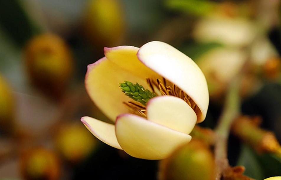 诗词-花能含笑笑何人？古诗词了的含笑花，如美人含羞，嫣然一笑