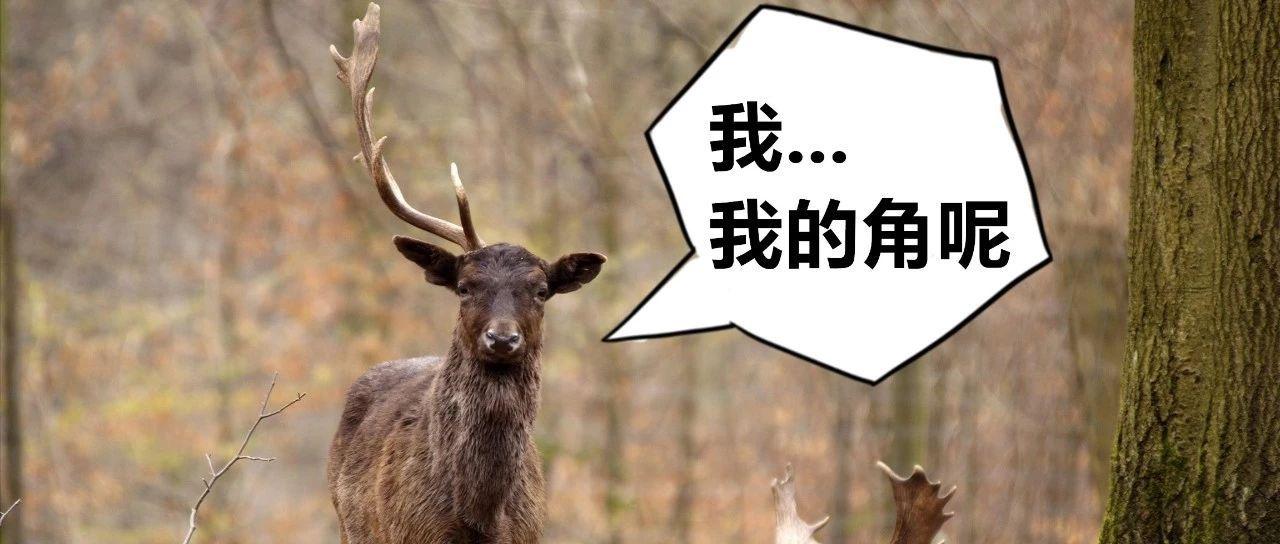 鹿茸割了鹿不会感染吗,割完鹿茸之后鹿会不会痛