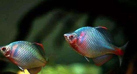 农村有一种鱼带点苦味叫什么鱼,农村常见的这种鱼竟然是大补药