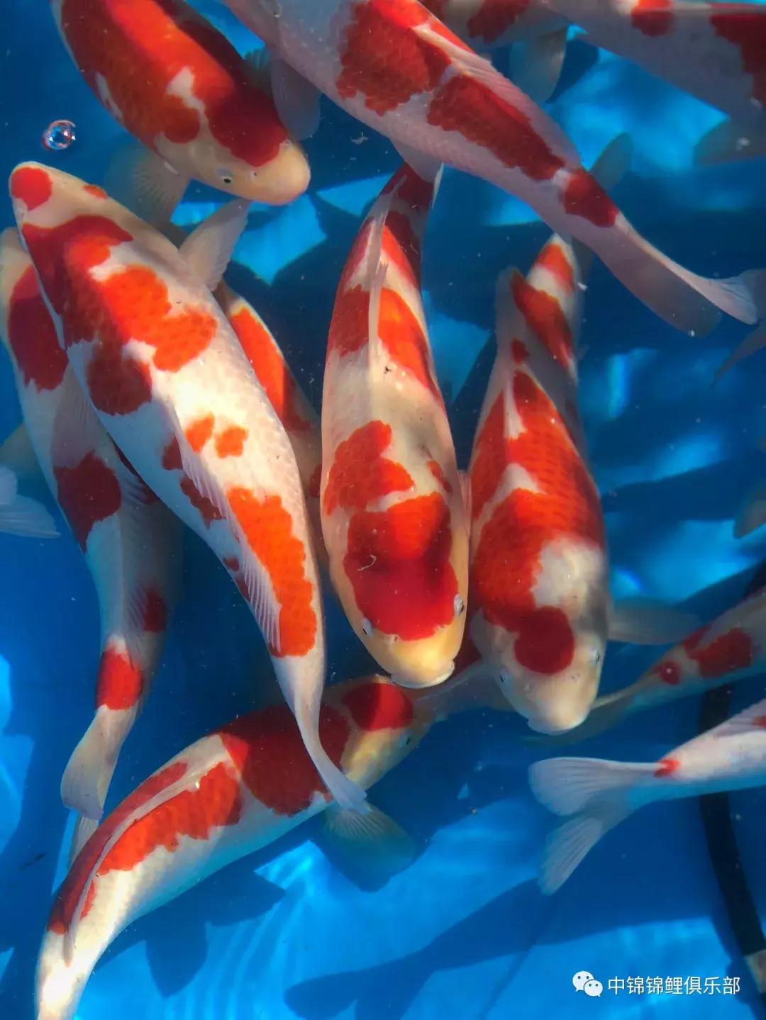 閿﹂菠鍠傞杩囧鏈変粈涔堢棁鐘跺悧,鏃ユ湰閿﹂菠鎬庝箞鍠傞
