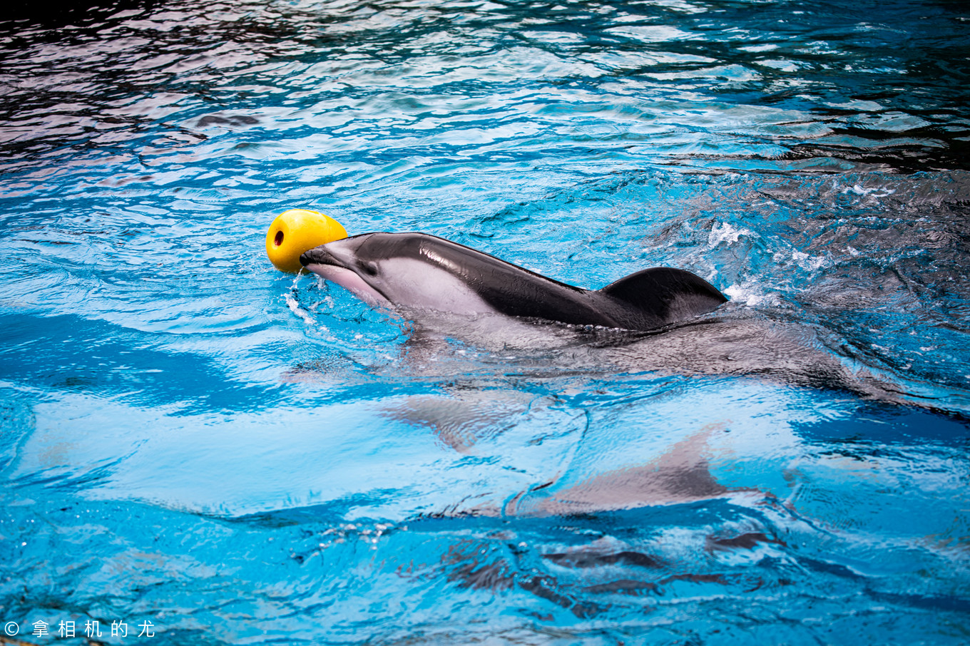 珠海横琴长隆海洋王国游玩全攻略,珠海长隆海洋王国跟香港海洋公园