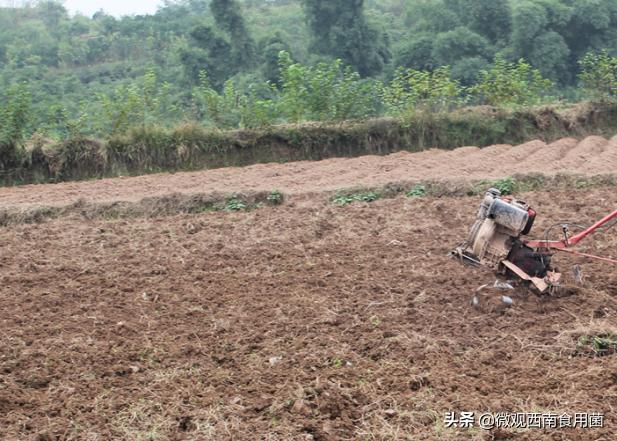 大田种大球盖菇如何冬季出菇,大球盖菇栽培技术分析图