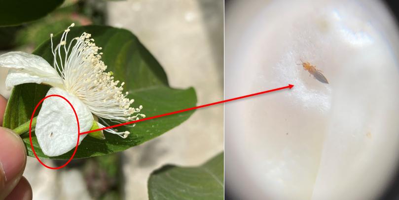 怎样防止番石榴虫害,番石榴开花遇蓟马