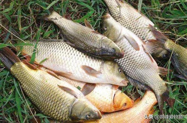 自制鱼饵配方大全野钓视频讲解,窝料配方野钓自制多久可以用